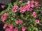 Spring pink azalea plant in Anne Arundel county in Maryland