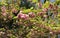 Spring pink azalea plant in Anne Arundel county in Maryland