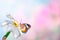 Spring pink background. White Narcissus flower with beautiful butterfly. Space for text