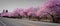 Spring Pink Blossom On A Bright Sunny Afternoon By The Highway Showing Off It`s Awesome Color In Fall City Washington