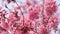 Spring pink blossoming flowers on the tree branches against blue sky. Close up. Nature background