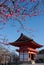 Spring pink blossoms on a cherry tree near the bright red colored Nishimon Temple at Kiyomizudera Temple in Kyoto in Japan