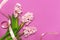 Spring pink bouquet hyacinth with festive ribbon on bright pink background top view Flat lay. Pink Hyacinth flower, greeting card