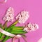 Spring pink bouquet hyacinth with festive ribbon on bright pink background top view Flat lay. Pink Hyacinth flower, greeting card