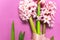 Spring pink bouquet hyacinth with festive ribbon on bright pink background top view Flat lay. Pink Hyacinth flower, greeting card