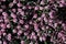Spring pink buds texture of bog-rosemary Andromeda Polifolia