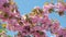 Spring pink cherry blossoming flowers or sakura against blue sky