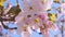 Spring pink cherry blossoming flowers or sakura against blue sky. Close up. Nature background