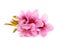 Spring pink flower bouquet, peach blossom