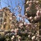 spring pink magnolia flowers