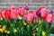 Spring pink red and purple tulips blooming with green stalks against a rustic brick wall background in Amsterdam