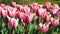 Spring pink and white tulips blooming with green stalk in a garden field in Amsterdam. Concept image for seasons Spring and Summer