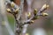 Spring, plant buds, flowers