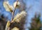 Spring plant fluffy flower of pussy-willow