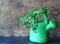 Spring planting and growing green parsley idea. Parsley sprouts with root standing in a small watering can on a wooden background