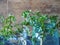 Spring planting and growing green parsley idea. Parsley sprouts with root standing in a small watering can on a wooden background