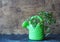 Spring planting and growing green parsley idea. Parsley sprouts with root standing in a small watering can on a wooden background