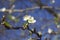 Spring plum blossom