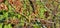 Spring pollen flight, pollen allergy background banner panorama - Common hazel, hazelnut shrub tree ( Corylus avellana