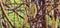 Spring pollen flight, pollen allergy background banner panorama - Common hazel, hazelnut shrub tree ( Corylus avellana