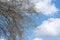 Spring Poplar Branch, Lime Buds, Young Tree Leaves on Blur Background, Spring Twig with New Green Leaves