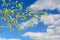 Spring poplar branches with leaves and inflorescences against the background of blue sky and clouds.