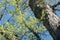 Spring poplar tree branches against blue sky