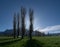 Spring poplars against a backdrop of the Falknis and Vilan