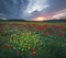 Spring poppy flowers  in meadow