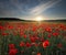 Spring poppy flowers  in meadow