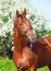 Spring portrait of chestnut Trakehner stallion