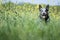 Spring portrait of happy Australian Cattle Dog on green grass.