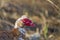 Spring Portrait muscovy duck