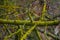 Spring postcard with colorfully mossed and lichened wet forest tree branches, closeup, details