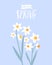 Spring poster, yellow daffodils on blue background, hand lettering text hello sping. Beautiful nature card illustration