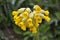 In spring, primrose Primula veris blooms in nature