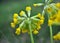 In spring, primrose Primula veris blooms in nature