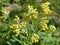 In spring, primrose (Primula veris) blooms in nature