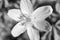 Spring primrose a six-petal close up stylized by monochrome film