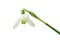 spring primrose, snowdrop flower with stem, isolated