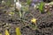 Spring primroses. Crocuses