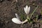 Spring primroses. Crocuses