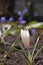 Spring primroses. Crocuses