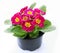 Spring primroses flowers, primula polyanthus in a flowerpot