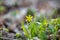 spring primroses in the forest in spring