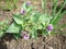 Spring primroses purple blooming first on bare ground