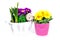 Spring primula flower arrangements