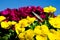 Spring primulas and colorful flower