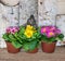 Spring Primulas in Plastic Growing Pots