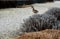 Spring pruning of grasses and perennials is good for their growth done in March at the latest. a wild duck watches the work. park